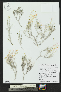 Thymophylla setifolia image
