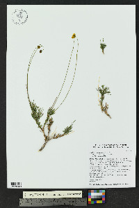 Thelesperma longipes image