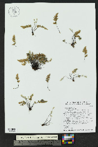 Myriopteris gracilis image