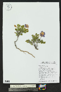 Ruellia parryi image