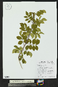 Rhus virens image