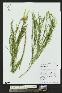 Amsonia longiflora image