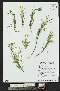 Amsonia longiflora image