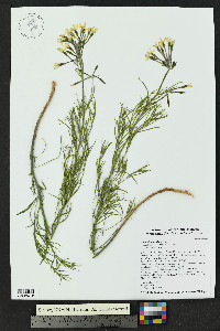 Amsonia longiflora image
