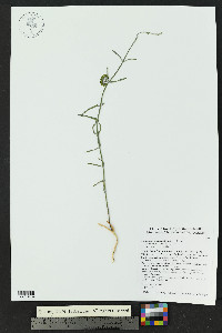 Funastrum crispum image