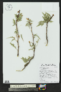 Mahonia haematocarpa image