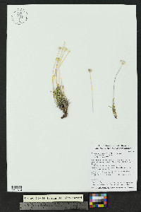 Tetraneuris scaposa var. scaposa image