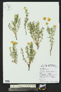 Zinnia grandiflora image