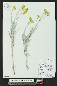 Senecio flaccidus image