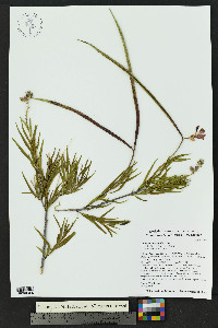 Chilopsis linearis image