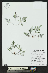 Argyrochosma microphylla image