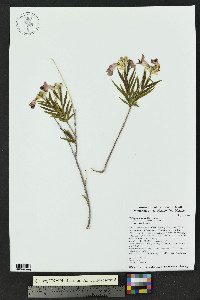 Chilopsis linearis image