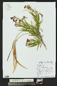 Chilopsis linearis image