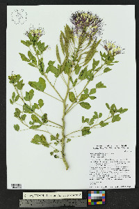 Polanisia uniglandulosa image