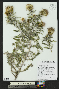 Cirsium ochrocentrum image
