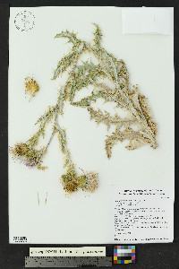 Cirsium undulatum image