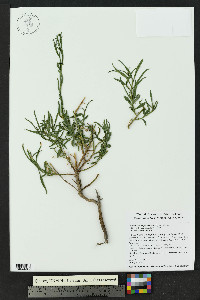 Gymnosperma glutinosum image