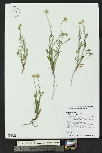 Erigeron tracyi image