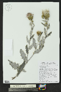 Cirsium ochrocentrum image