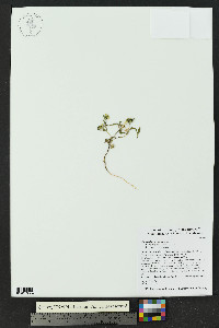 Sanvitalia abertii image
