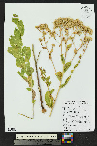 Acourtia wrightii image