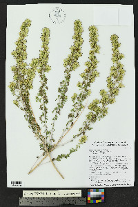 Brickellia laciniata image
