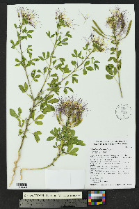 Polanisia uniglandulosa image