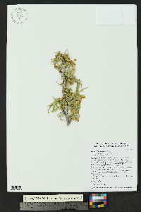 Mahonia haematocarpa image