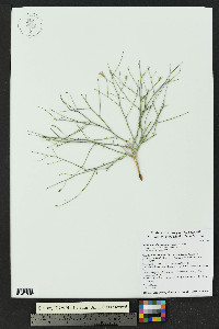 Stephanomeria pauciflora image