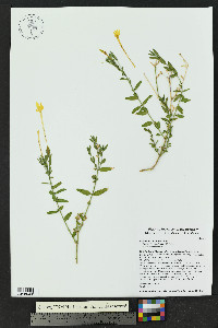 Menodora longiflora image