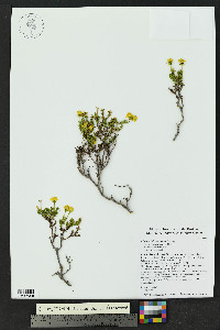Chrysactinia mexicana image