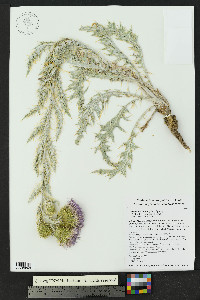 Cirsium undulatum image