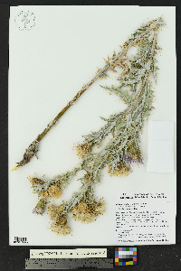 Cirsium undulatum image