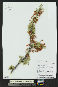 Mahonia haematocarpa image