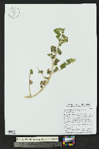 Brickellia californica image