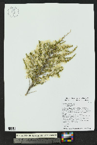 Baccharis pteronioides image