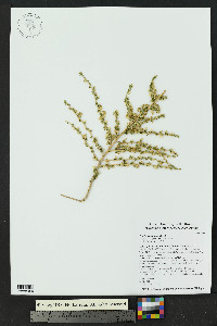 Baccharis pteronioides image