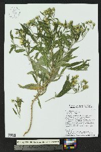 Trixis californica image
