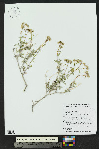 Parthenium incanum image