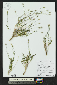 Brickellia brachyphylla image