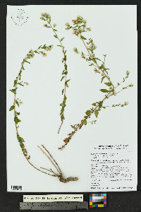 Brickellia brachyphylla image