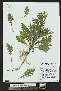 Parthenium confertum var. lyratum image
