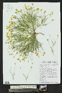 Thymophylla pentachaeta image