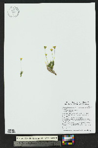 Thymophylla pentachaeta var. belenidium image