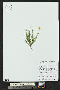Thymophylla pentachaeta var. belenidium image