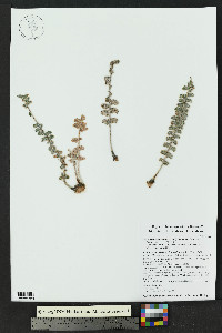 Astrolepis integerrima image