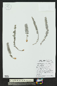 Astrolepis integerrima image