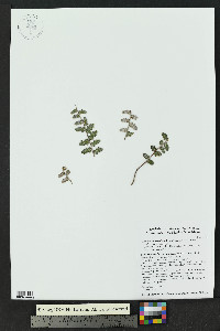 Astrolepis integerrima image