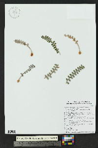 Astrolepis integerrima image