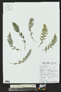 Myriopteris windhamii image